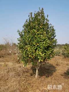 高度180厘米茶花
