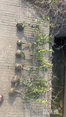 高度30厘米茶梅