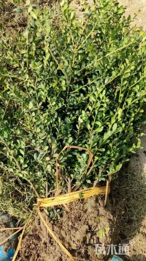 高度40厘米龟甲冬青小苗