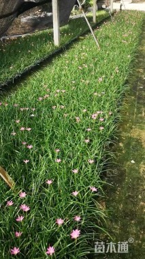 高度15厘米韭兰