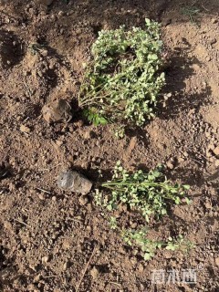 高度50厘米丰花月季