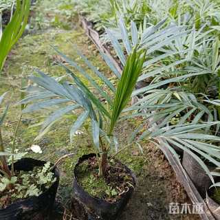 裸干高3厘米红领椰子