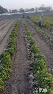 高度40厘米瓜子黄杨