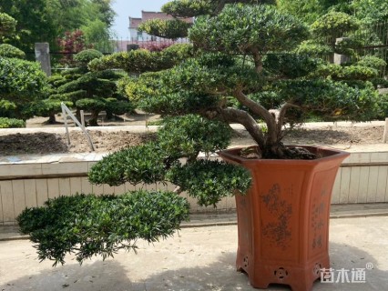 10公分雀舌罗汉松