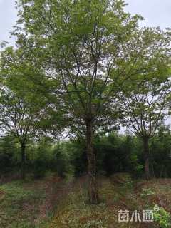 15公分朴树