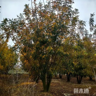 20公分(5杆)丛生黄连木