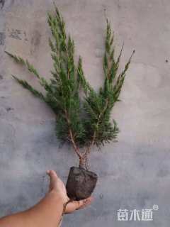 高度40厘米小龙柏