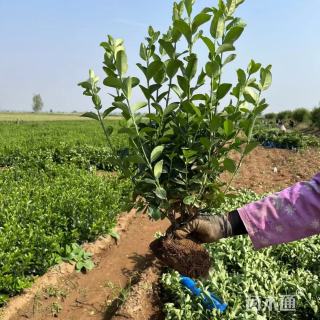 高度80厘米卫矛小苗