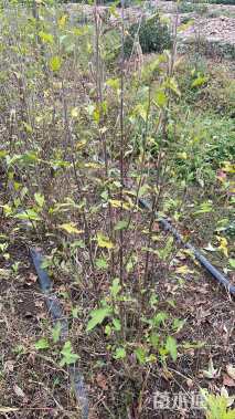 高度120厘米丛生木槿