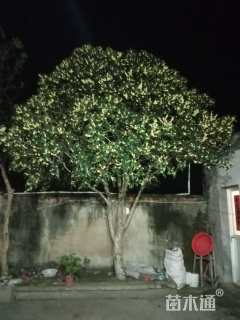 20公分桂花