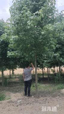15公分北美枫香