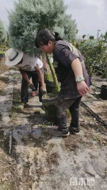 高度150厘米蓝冰柏