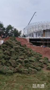 草卷状马尼拉草