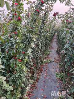 80厘米藤本月季