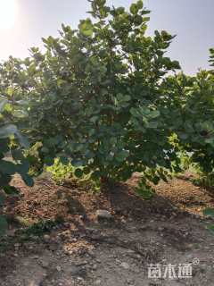 高度130厘米丛生黄栌