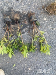 高度40厘米毛鹃