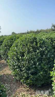 冠幅80厘米卫矛球