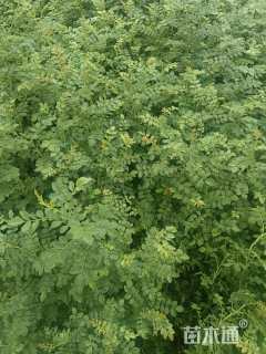 高度50厘米黄刺玫