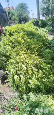 冠幅180厘米金叶女贞球