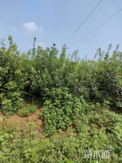 高度250厘米丛生黄栌