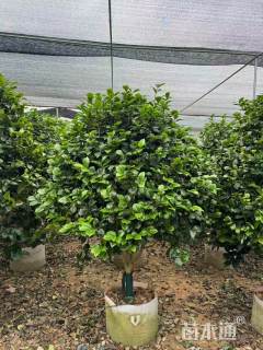 高度80厘米茶花