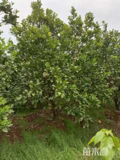 12公分柚子树