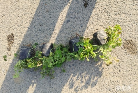 高度5厘米红花酢浆草