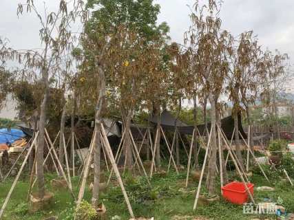 8公分黄花风铃木