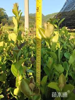 高度40厘米油茶