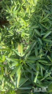 裸干高20厘米蒲葵