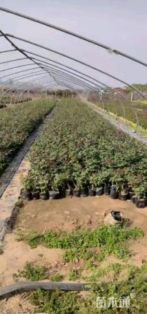 高度20厘米月季