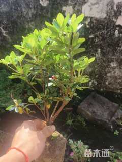 高度25厘米夏鹃