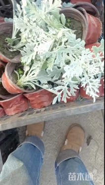 高度15厘米银叶菊