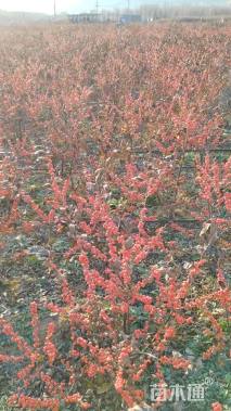 1.8公分北美冬青