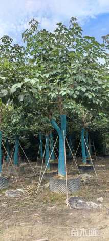 12公分紫花风铃木