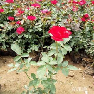 高度40厘米丰花月季