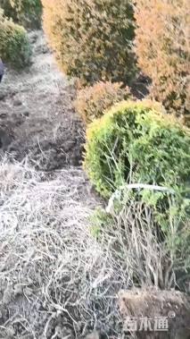 冠幅150厘米金冠女贞球