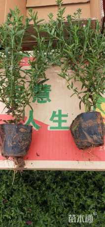 高度20厘米荷兰菊