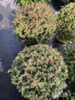 高度80厘米小丑火棘球