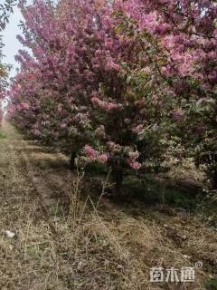 高度600厘米珠穆朗玛海棠