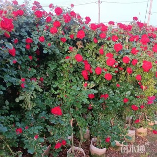 高度100厘米蔷薇