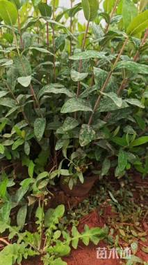 高度30厘米金丝桃