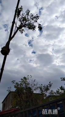 10公分鸡冠刺桐