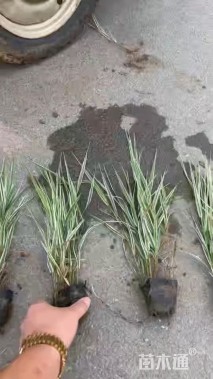 高度40厘米花叶玉蝉花