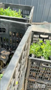 高度20厘米马鞭草