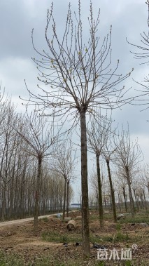 12公分金叶白蜡