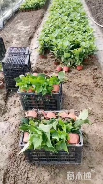 高度20厘米八仙花