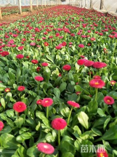 高度15厘米雏菊