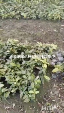 高度30厘米洒金珊瑚