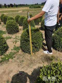 冠幅60厘米朝鲜黄杨球